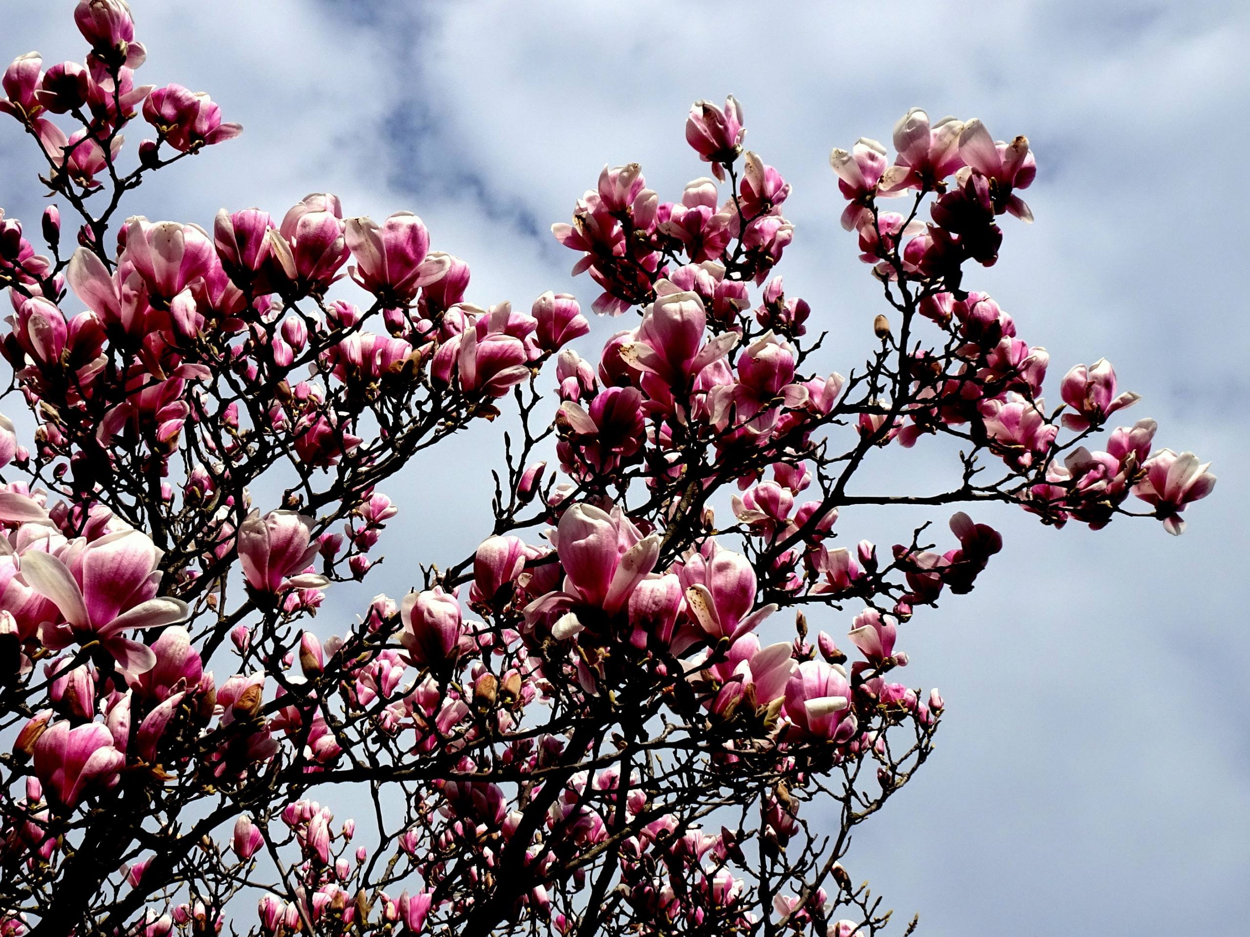 floraison par John Grinling