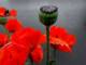 coquelicots ok par John Grinling