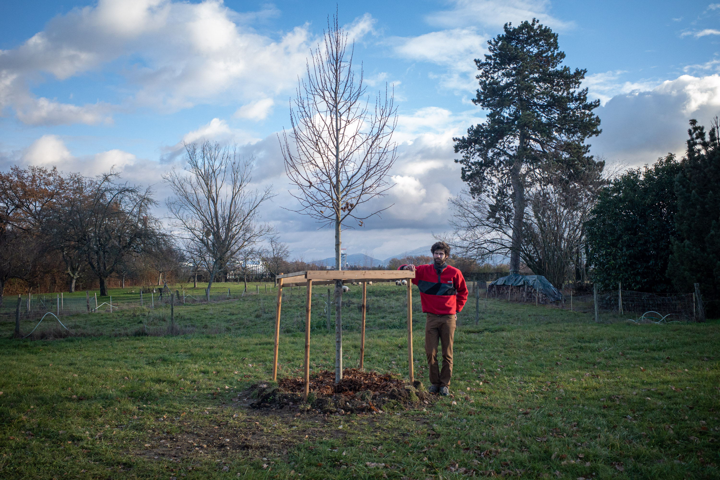 sous les racines de l’arbre par Francis Traunig