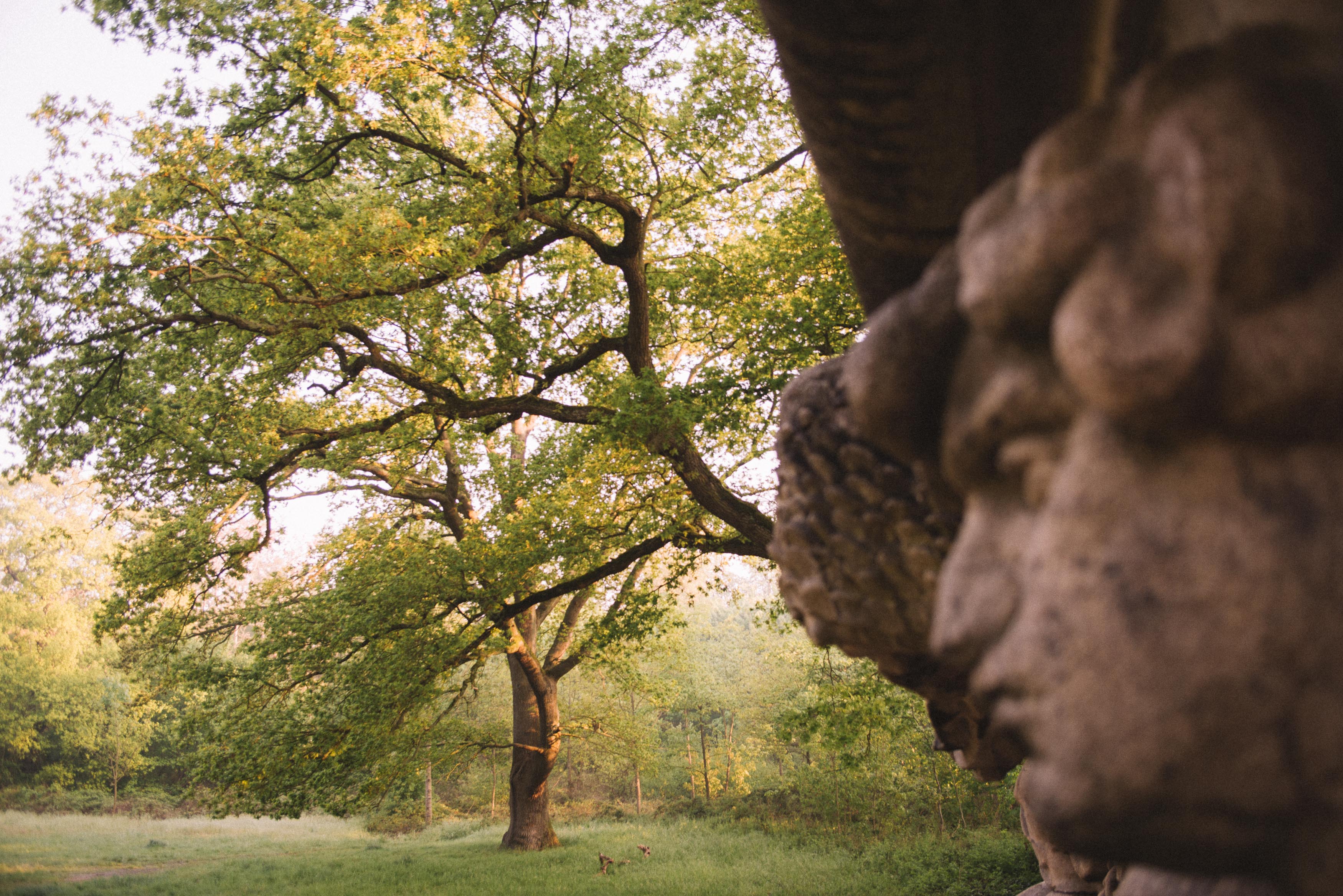 nature, 4 par Pierre Montant