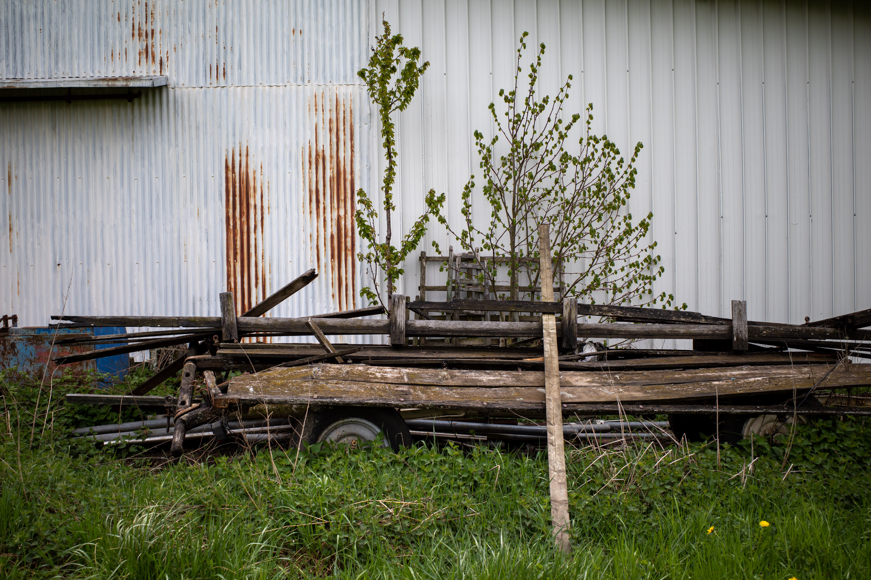 bobos par Francis Traunig