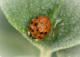 Meme les coccinelles sont asiatiques par Shlomith Bollag