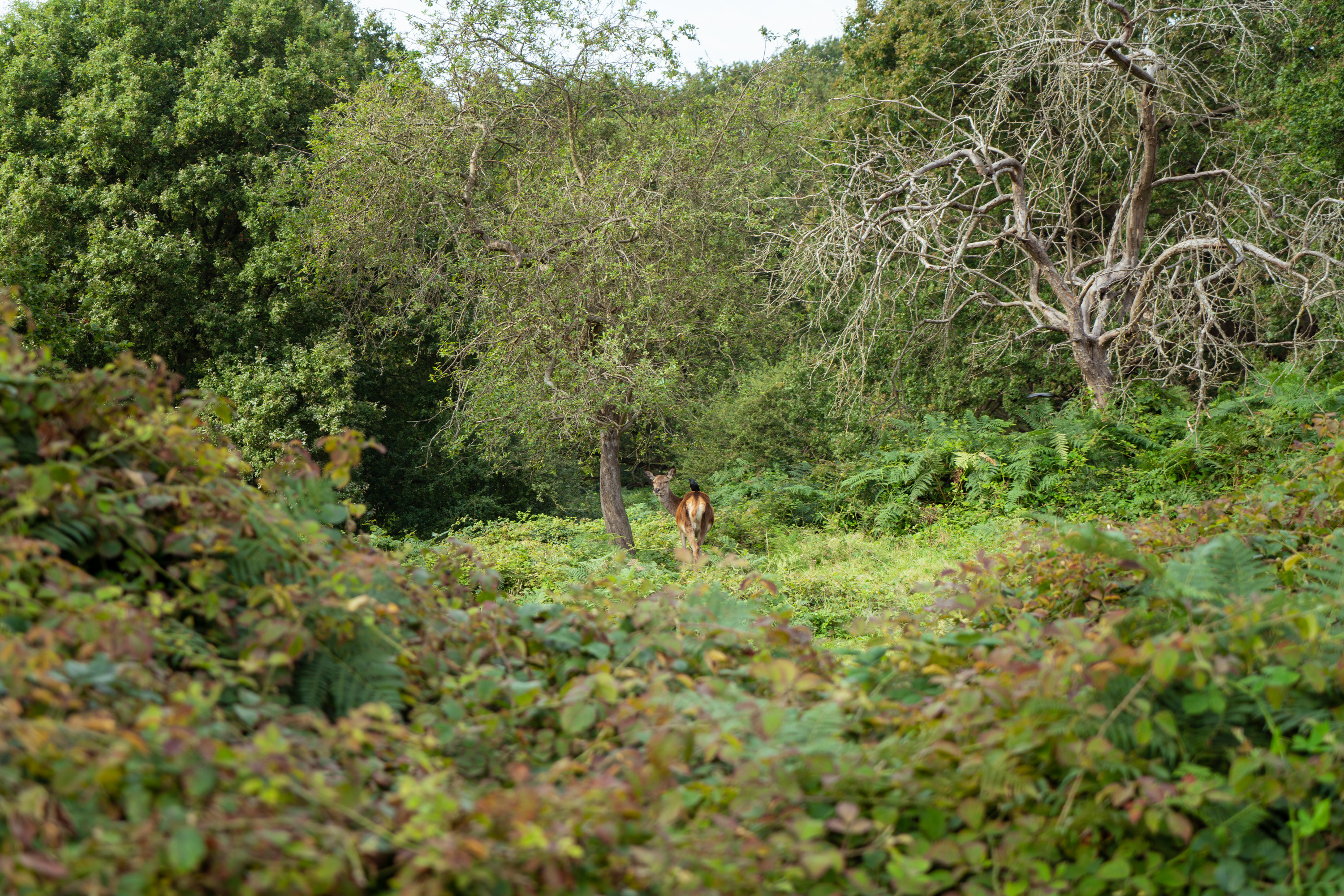 Deer and friend par Anna Salzmann