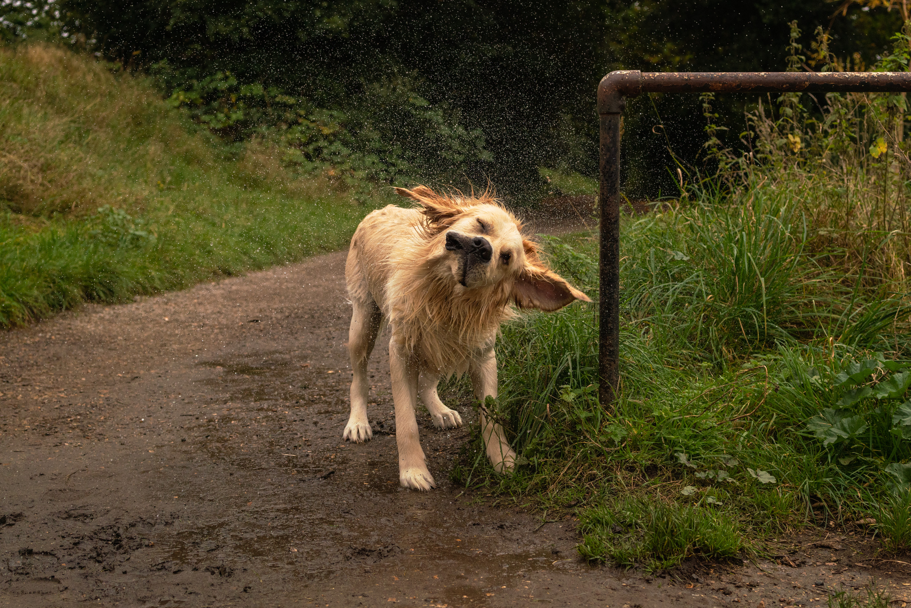 Chase par Anna Salzmann