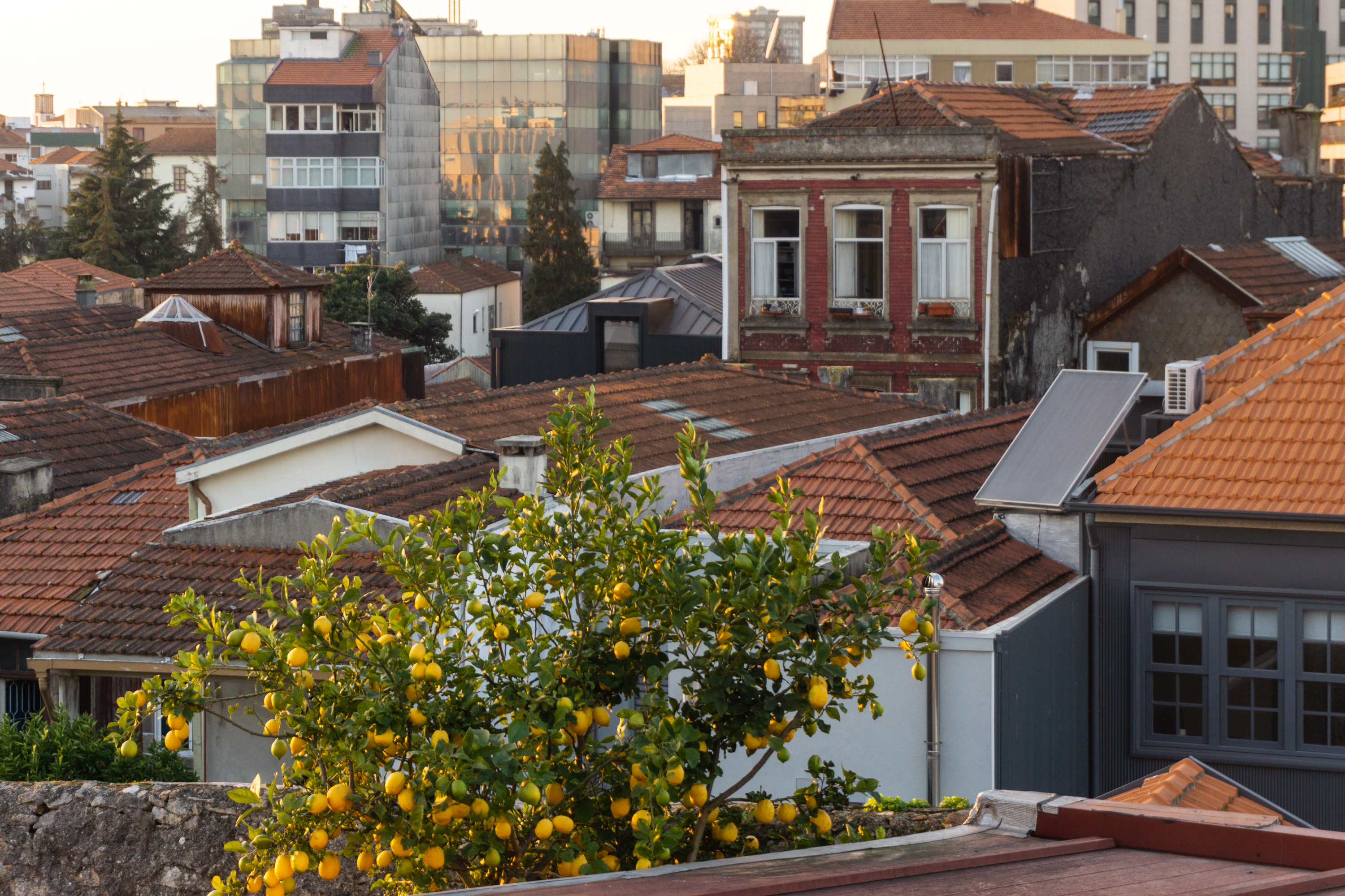 Lemon trees par Anna Salzmann