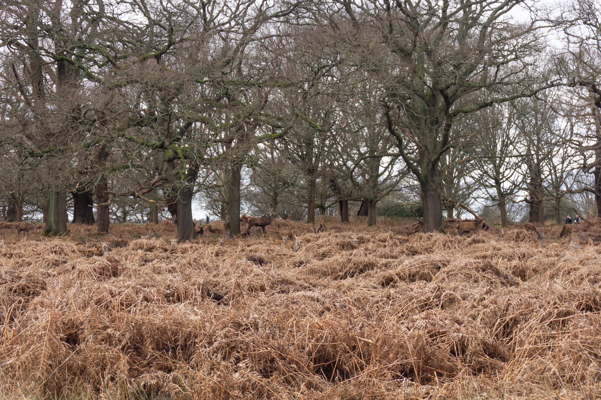 Spot the deers par Anna Salzmann