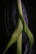 Le galbe du poireau (photojournala__e 1405) par Anne Wyrsch