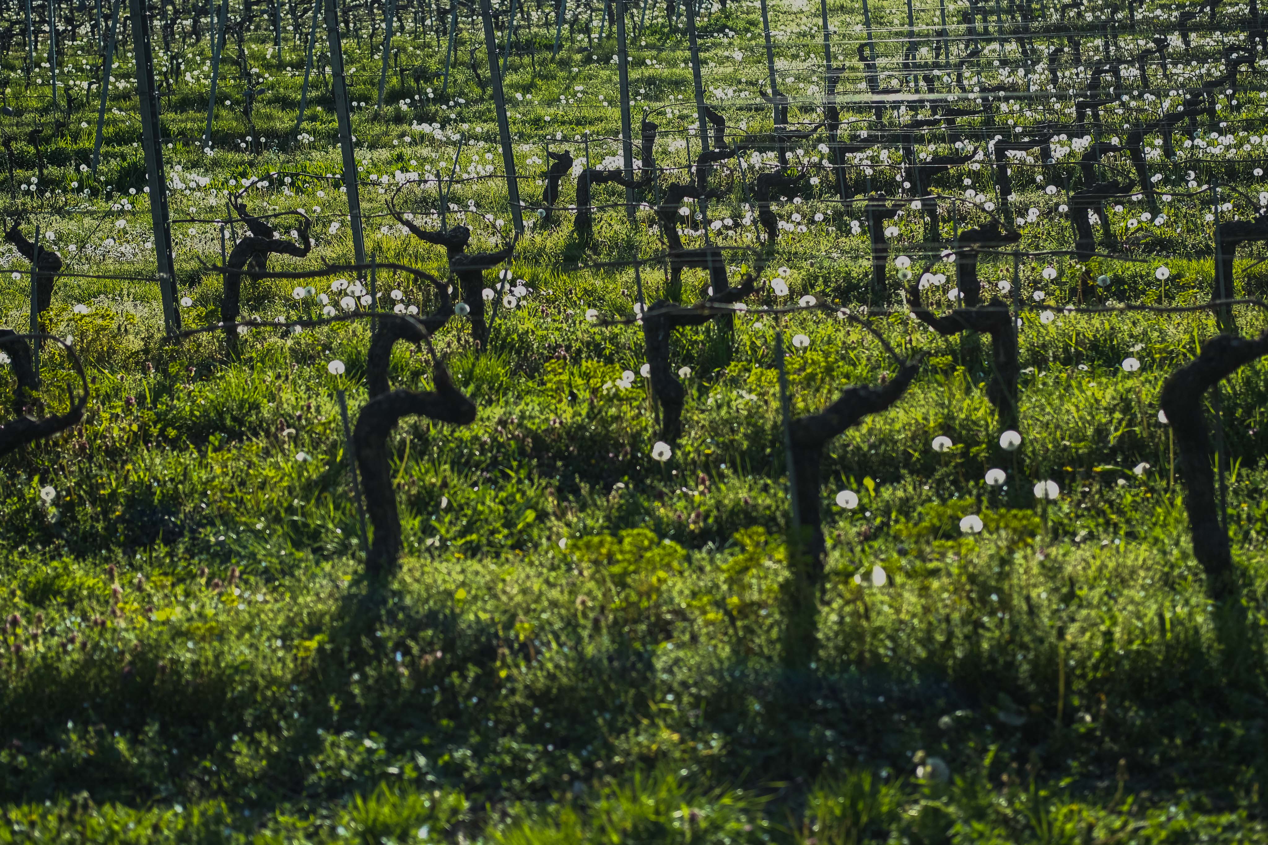 Vers l’apéro (photojournala__e 1865) par Anne Wyrsch