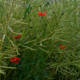 Chasser le coquelicot (photojournala__e 1946) par Anne Wyrsch