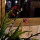 Et la tulipe croqua le chaton (photojournala__e 2174) par Anne Wyrsch