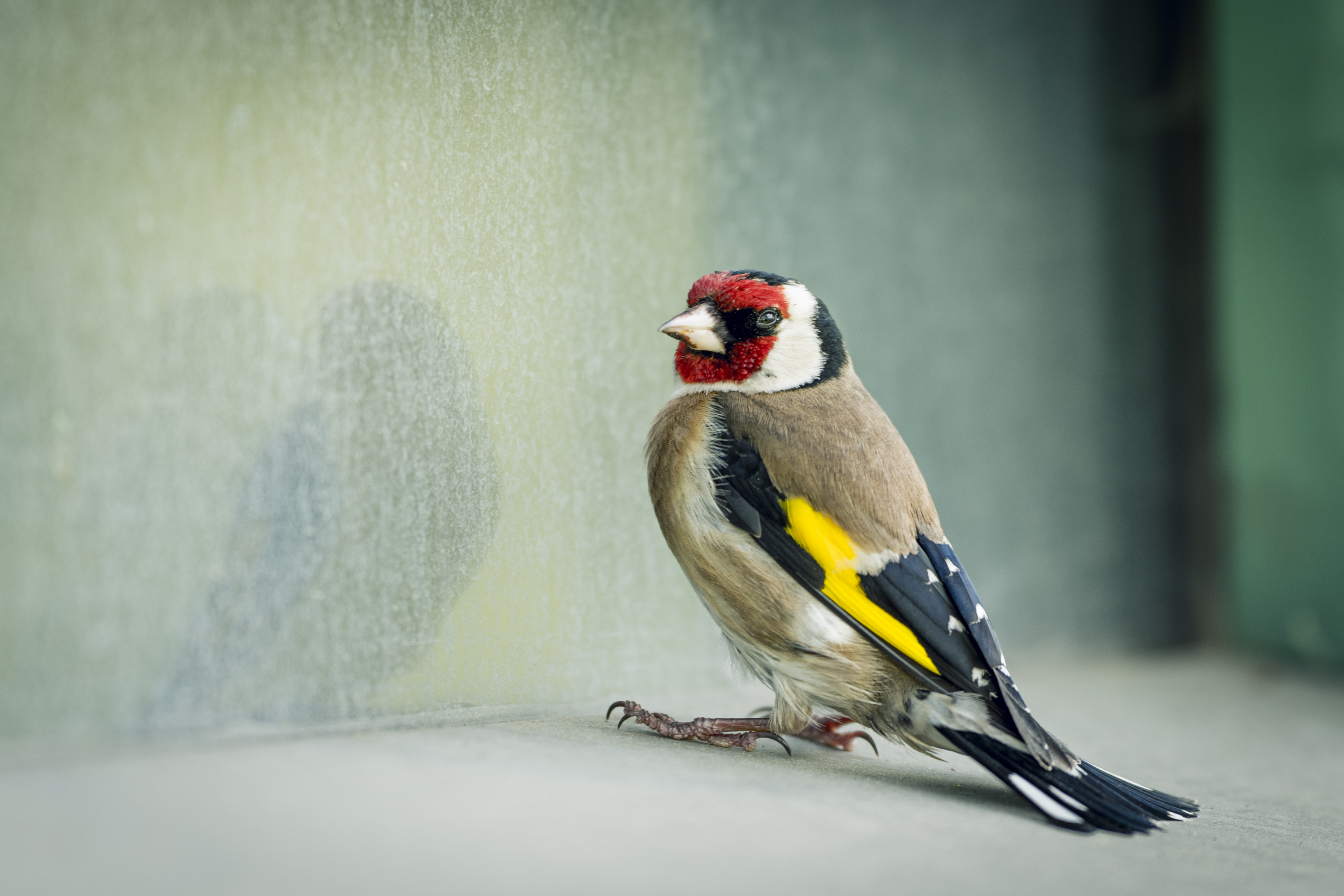Chardonneret élégant (Carduelis carduelis) par Nicolas Spuhler