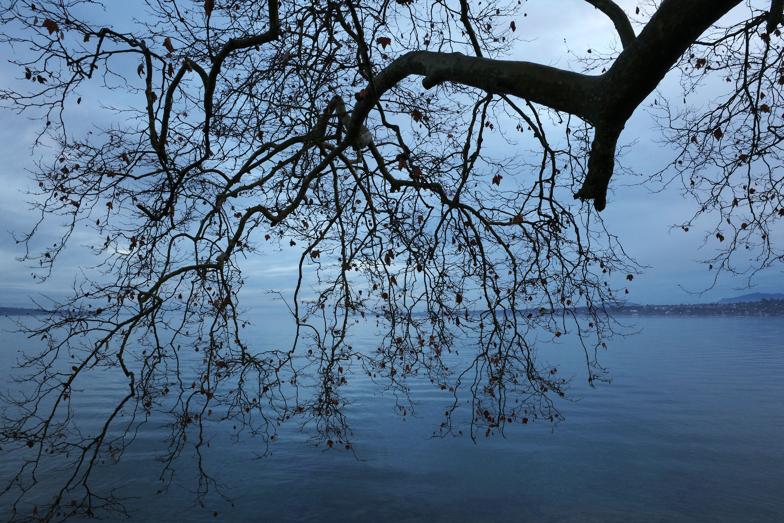 Genève, le 8 décembre 2025 par Silvia Bernardi