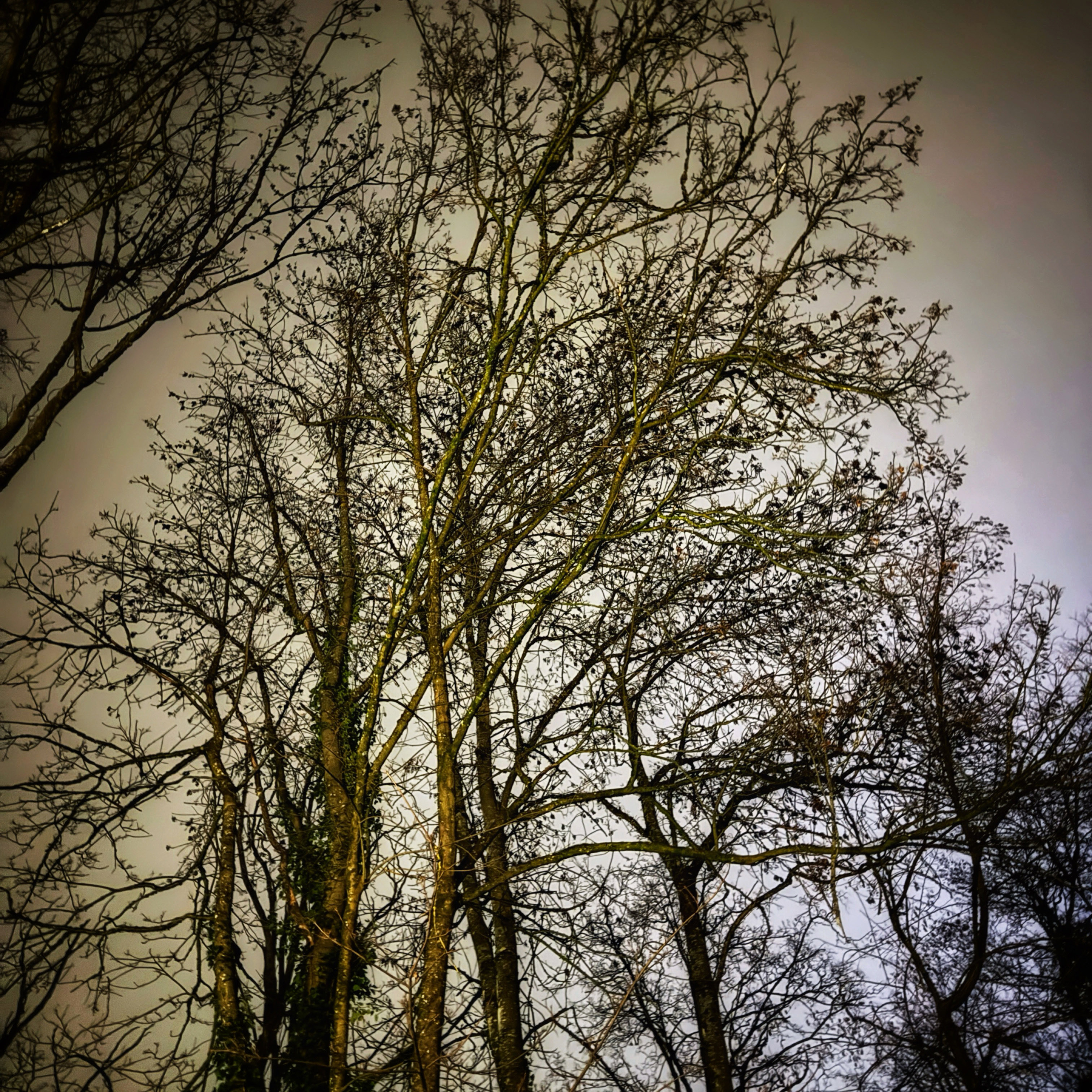  par Isabelle Meister