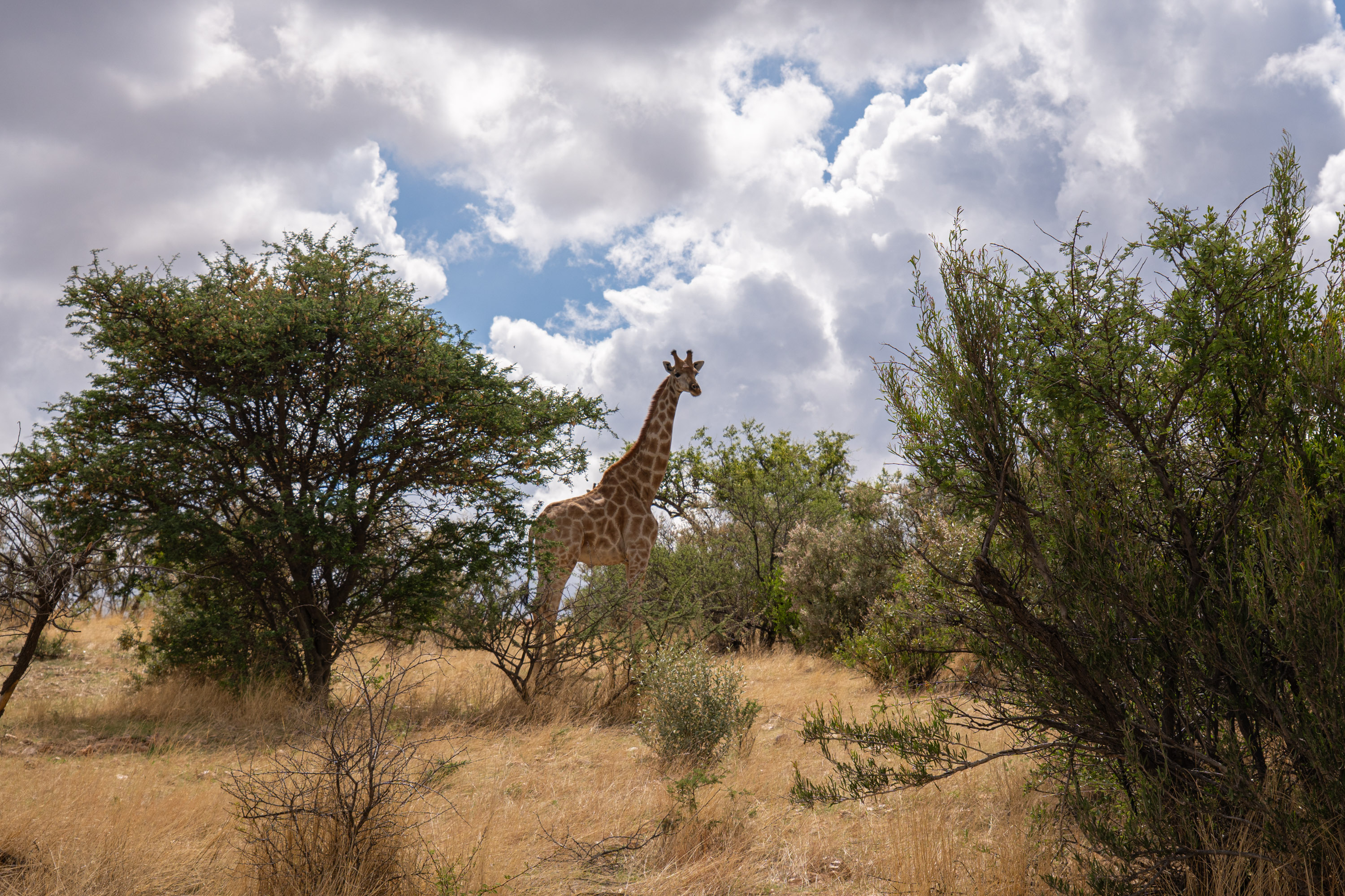 8/12/2025 par Francis Traunig