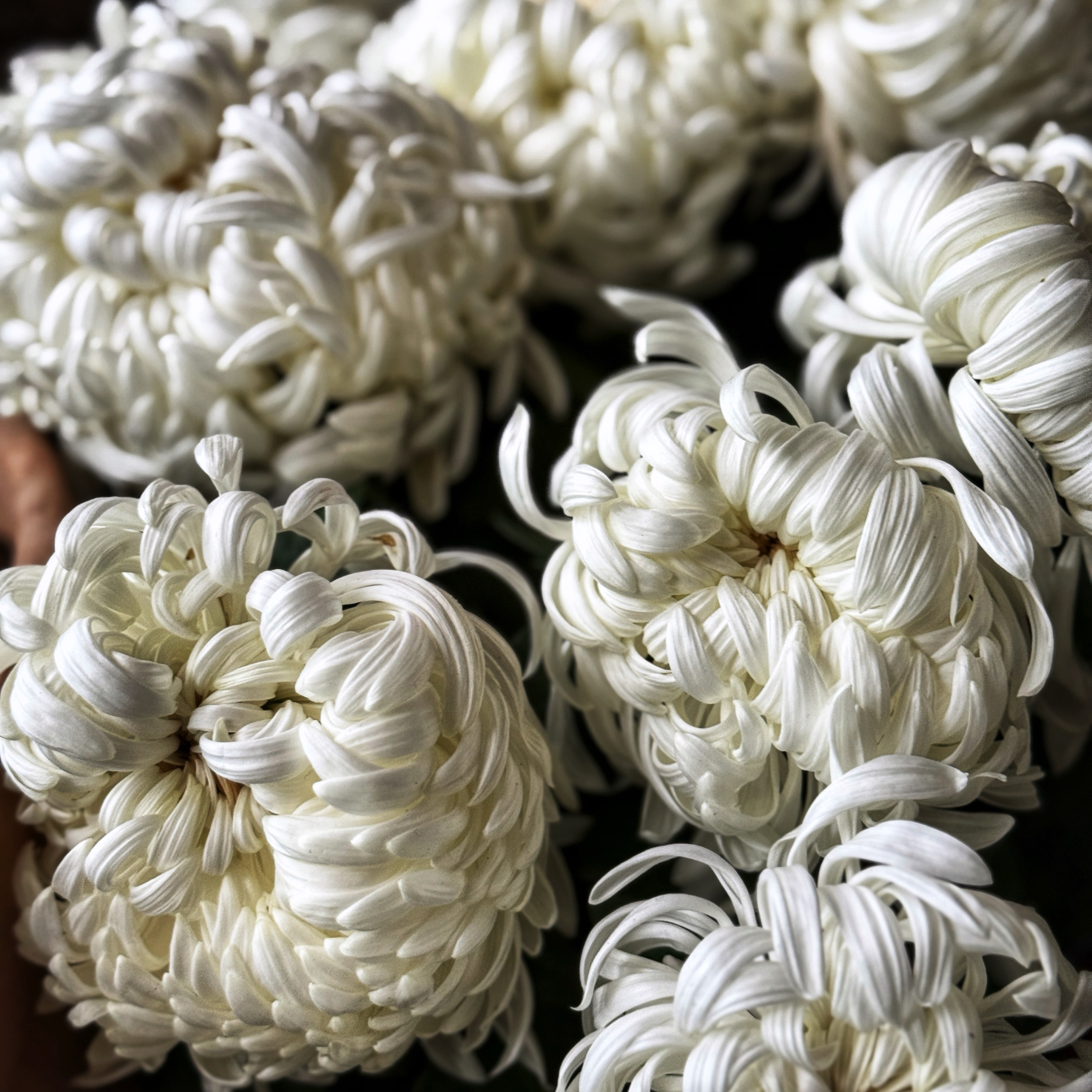  par Isabelle Meister