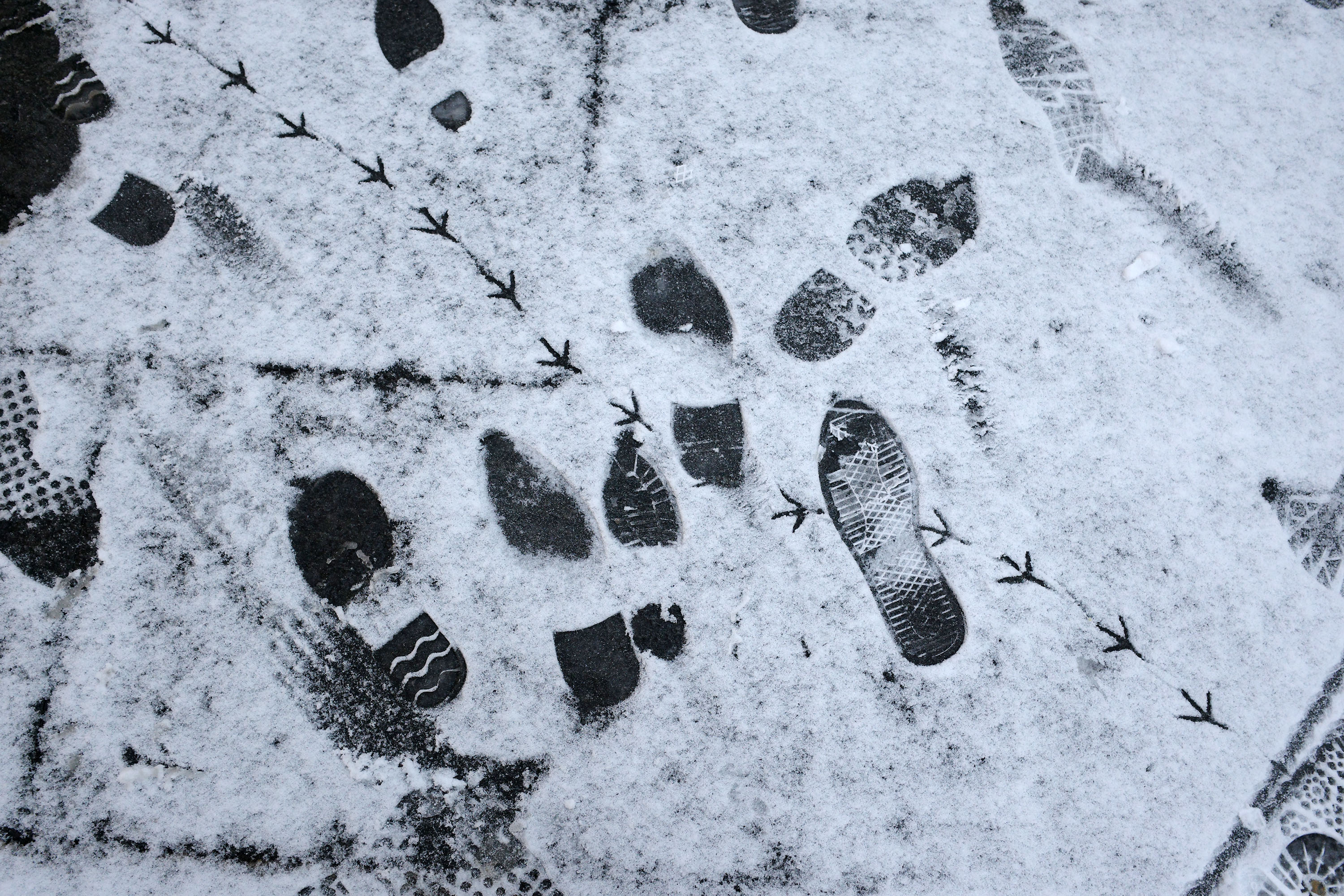 Genève, le 8 janvier 2026 par Silvia Bernardi