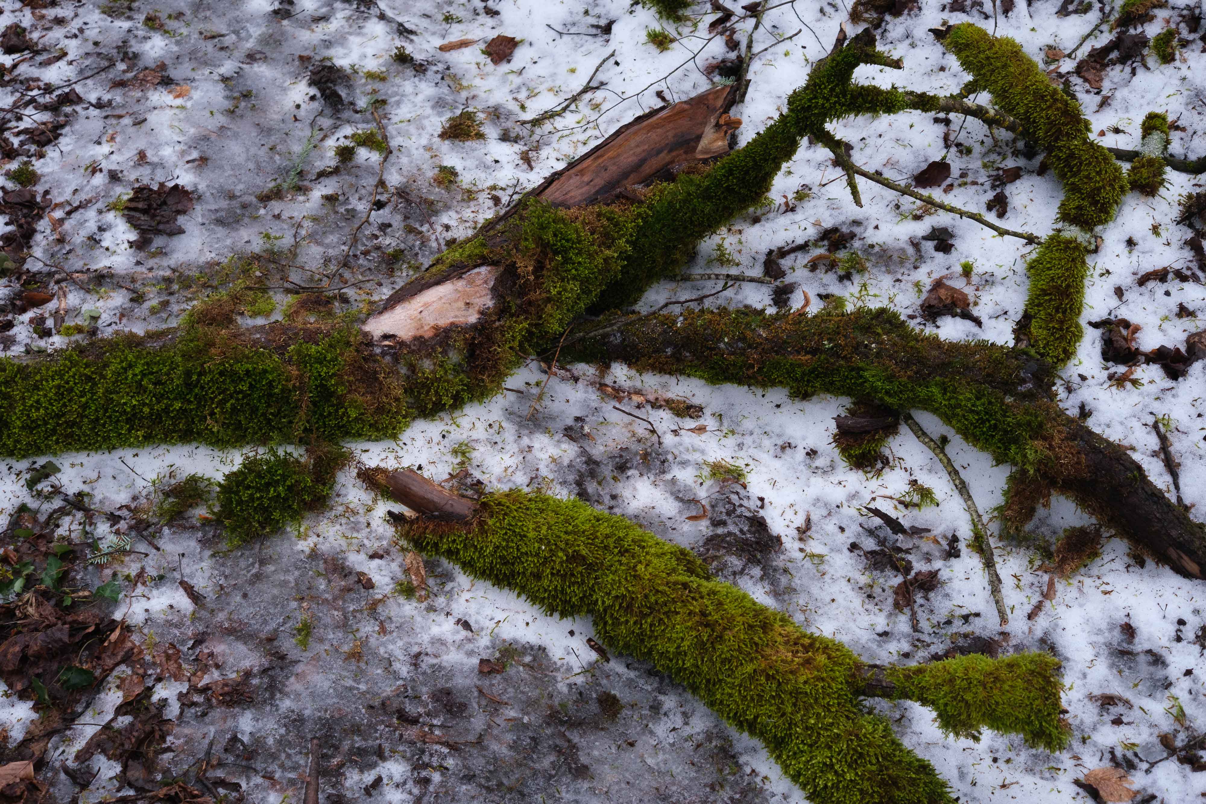 Art&rsquo;bre brut (photojournala__e 2512) par Anne Wyrsch