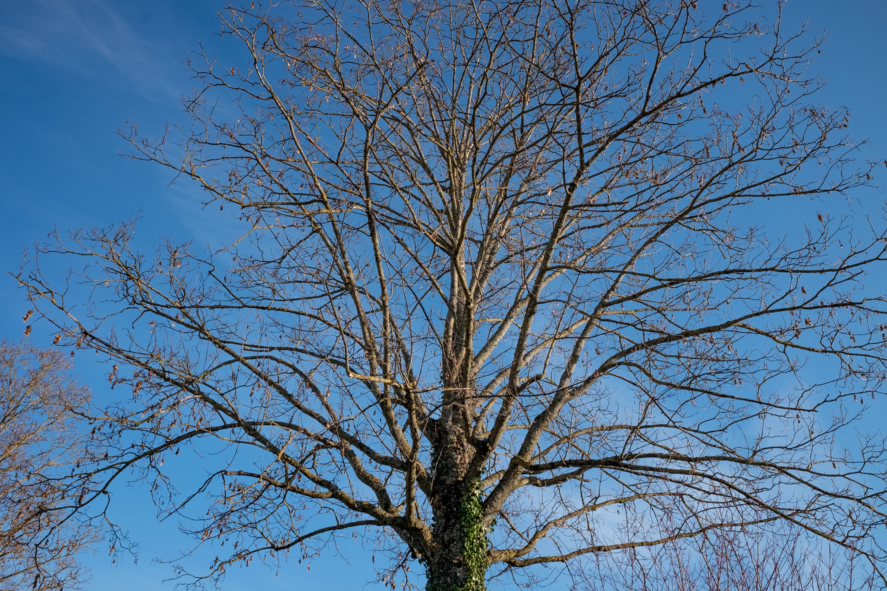  par Michel Israelian