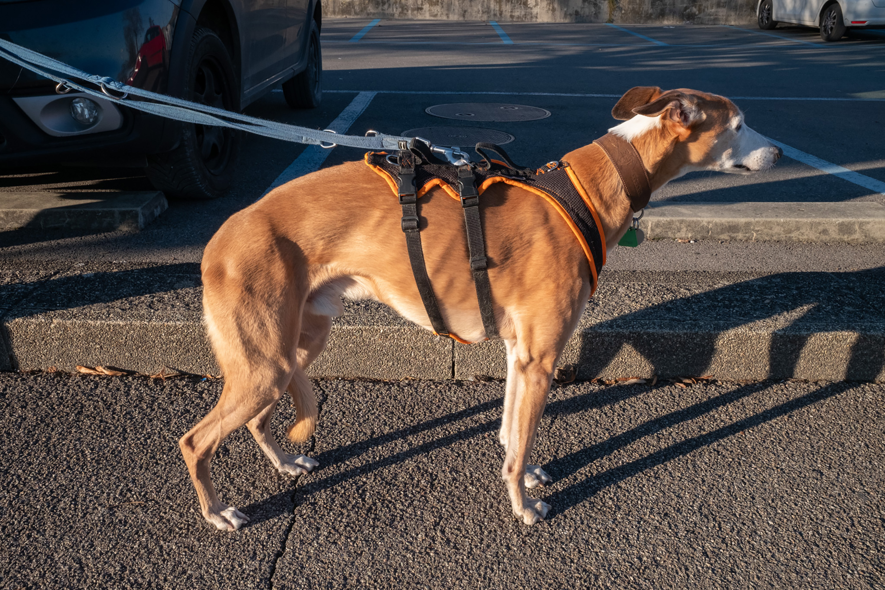  par Michel Israelian