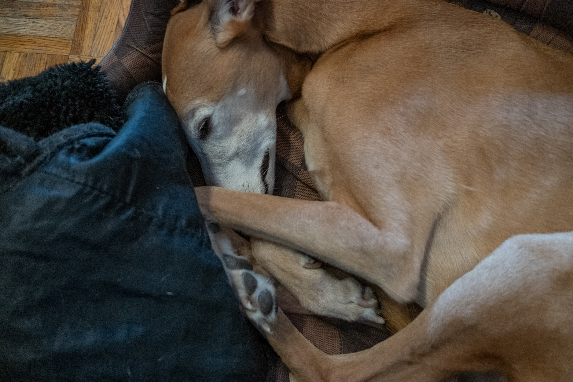  par Michel Israelian