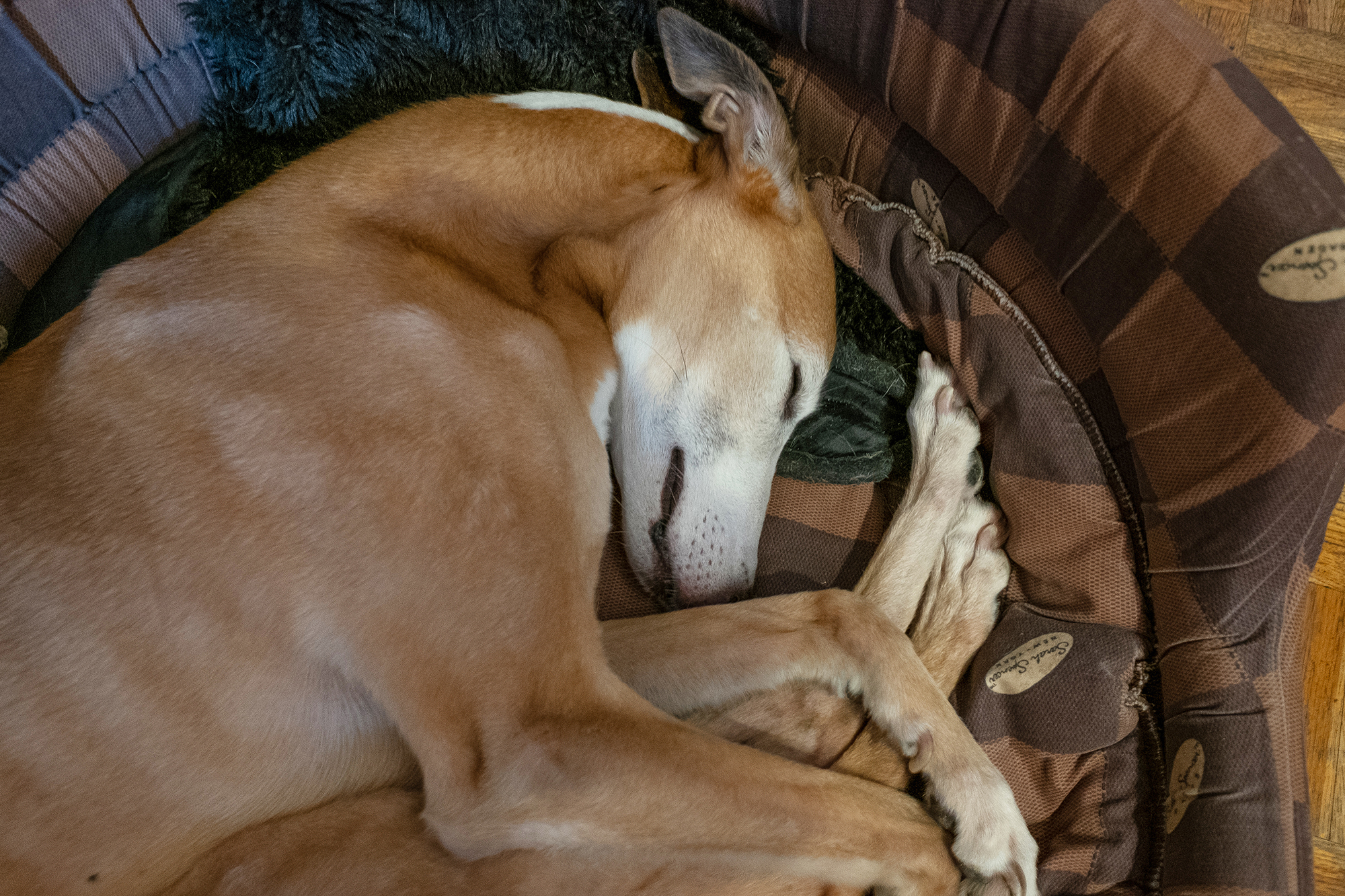  par Michel Israelian