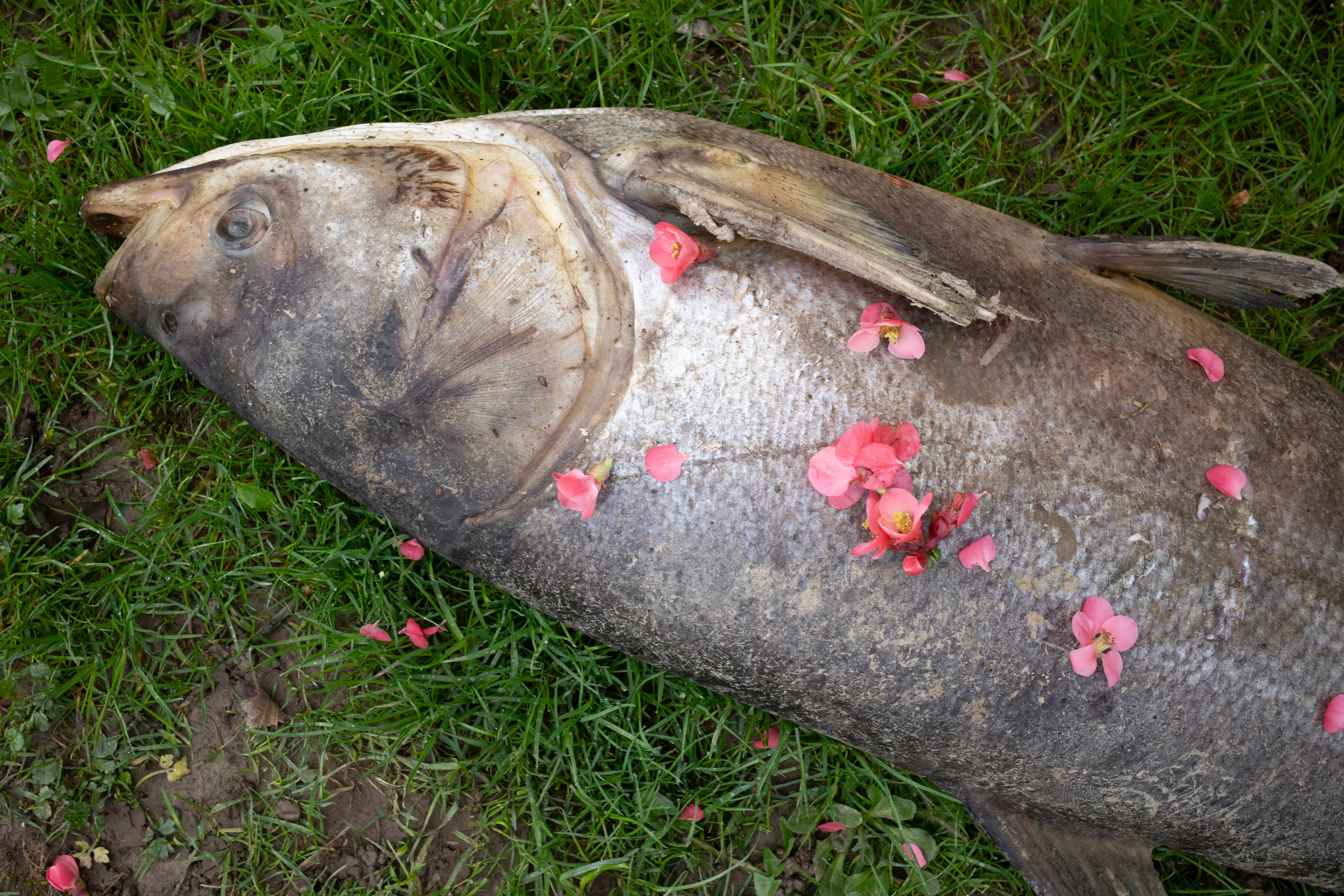 Le chant de la carpe, sauf que… par Francis Traunig