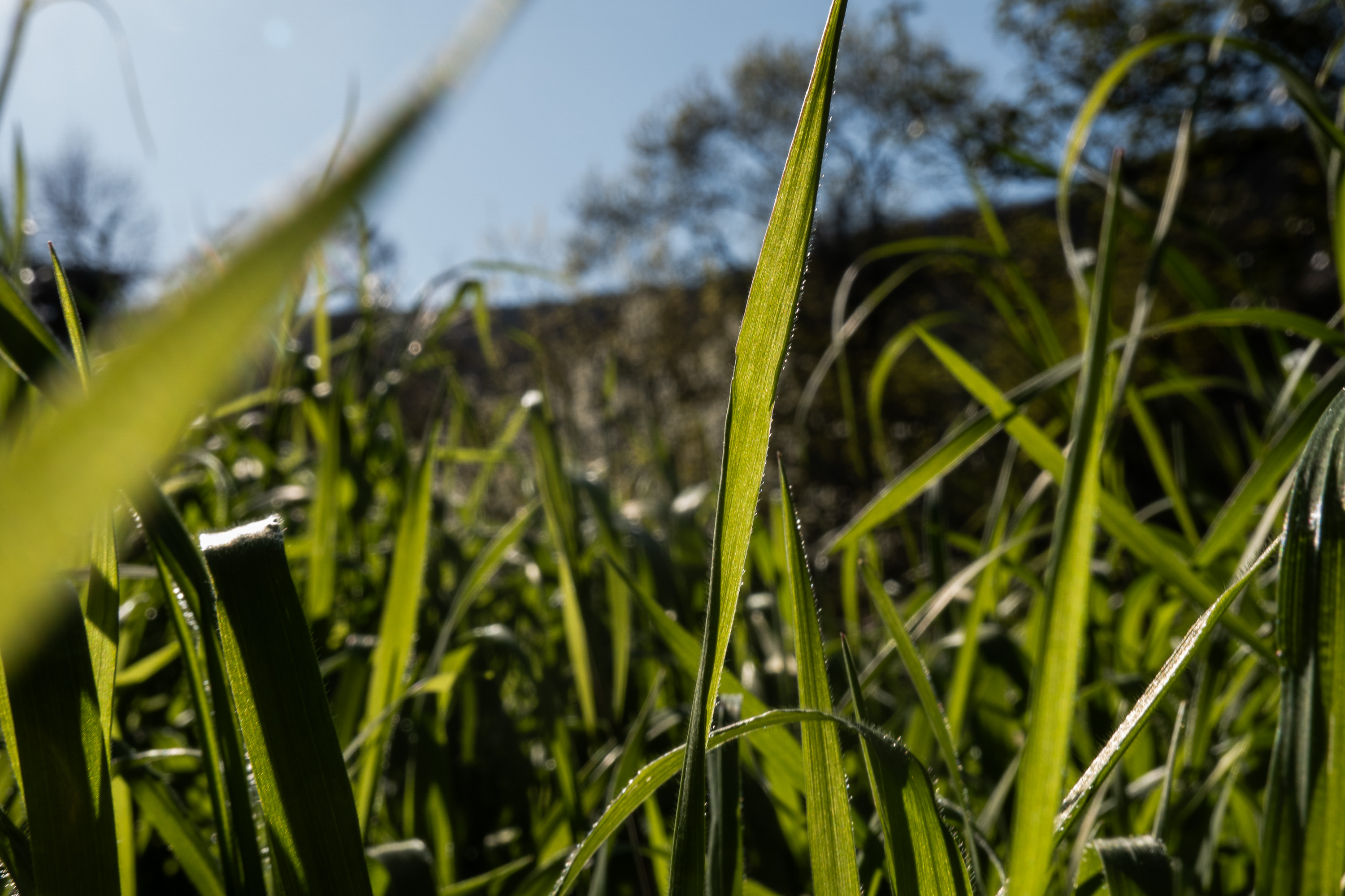  par Tristan Zilberman