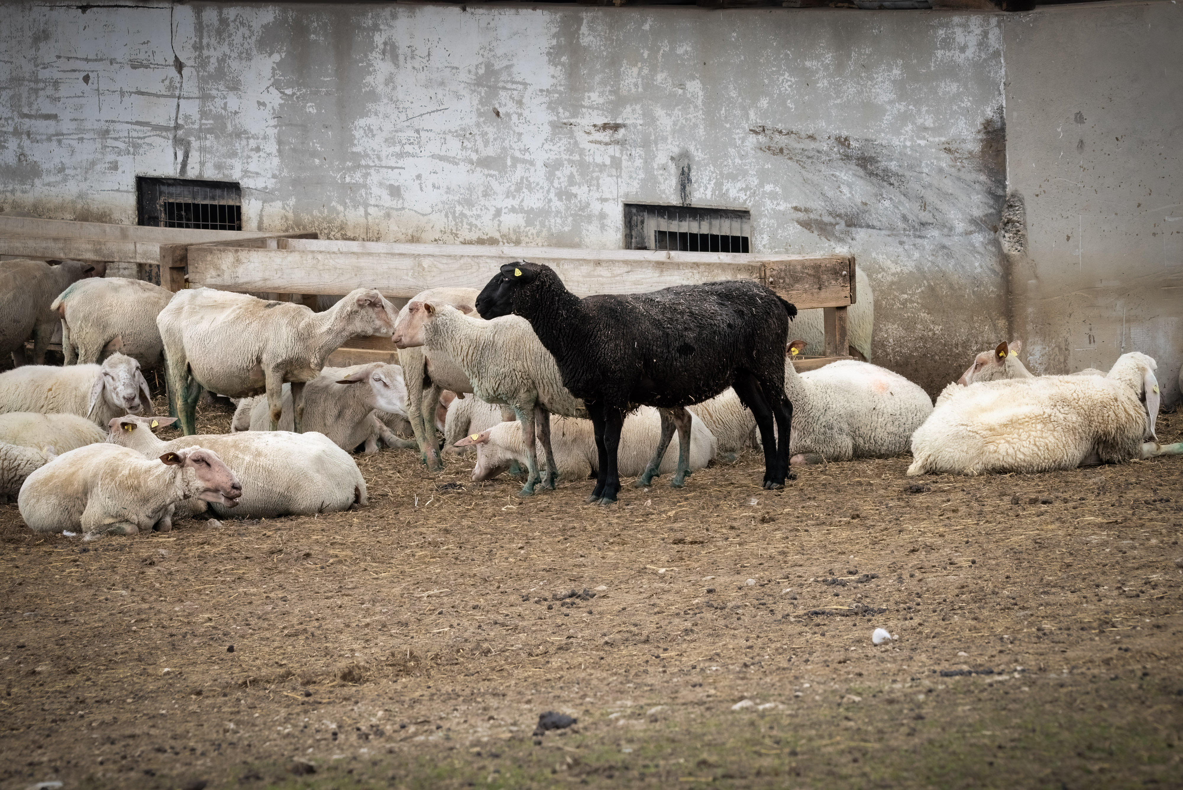 Mouton noire…. par Shlomith Bollag