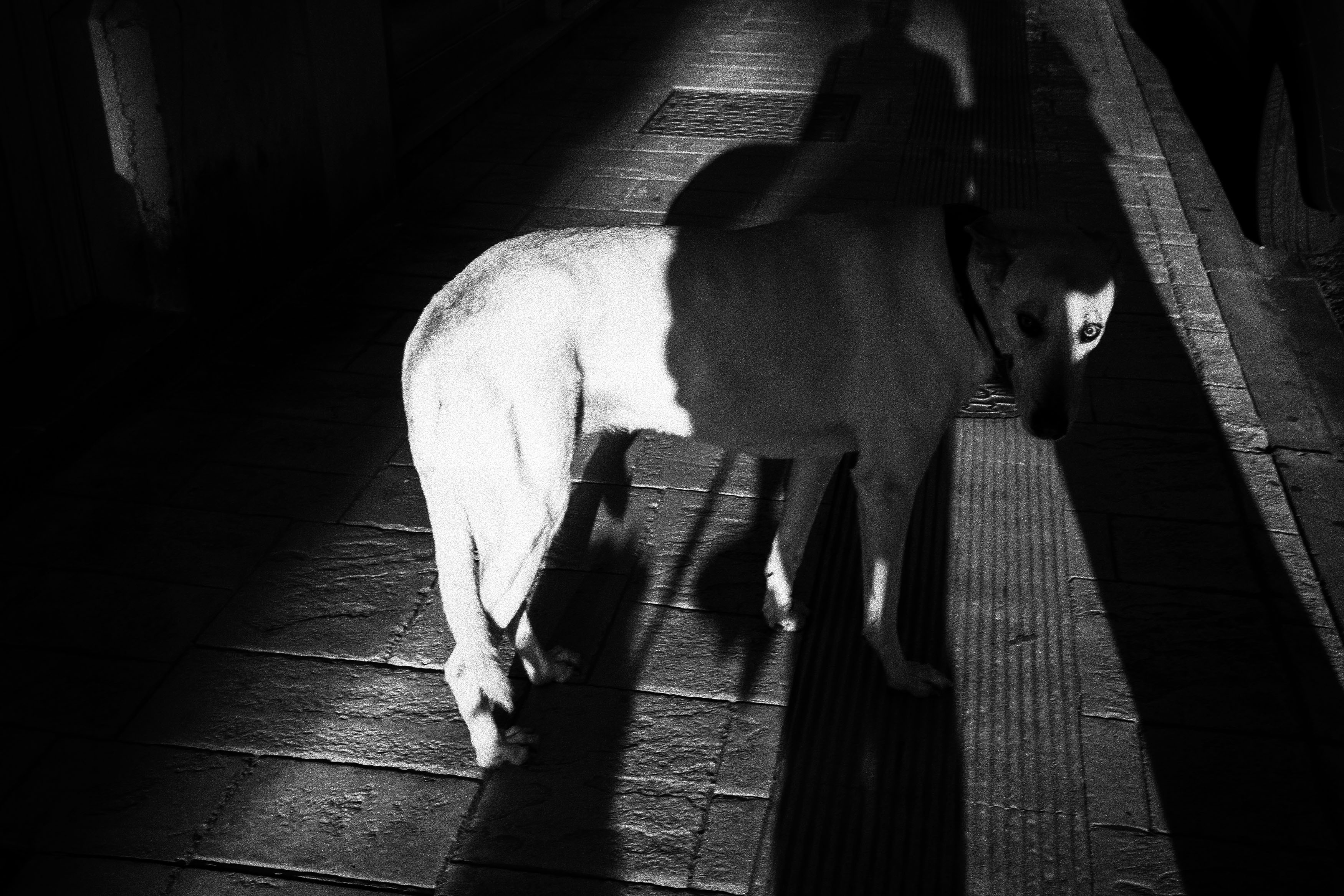  » Dog of war «  par Pascal Kempenar