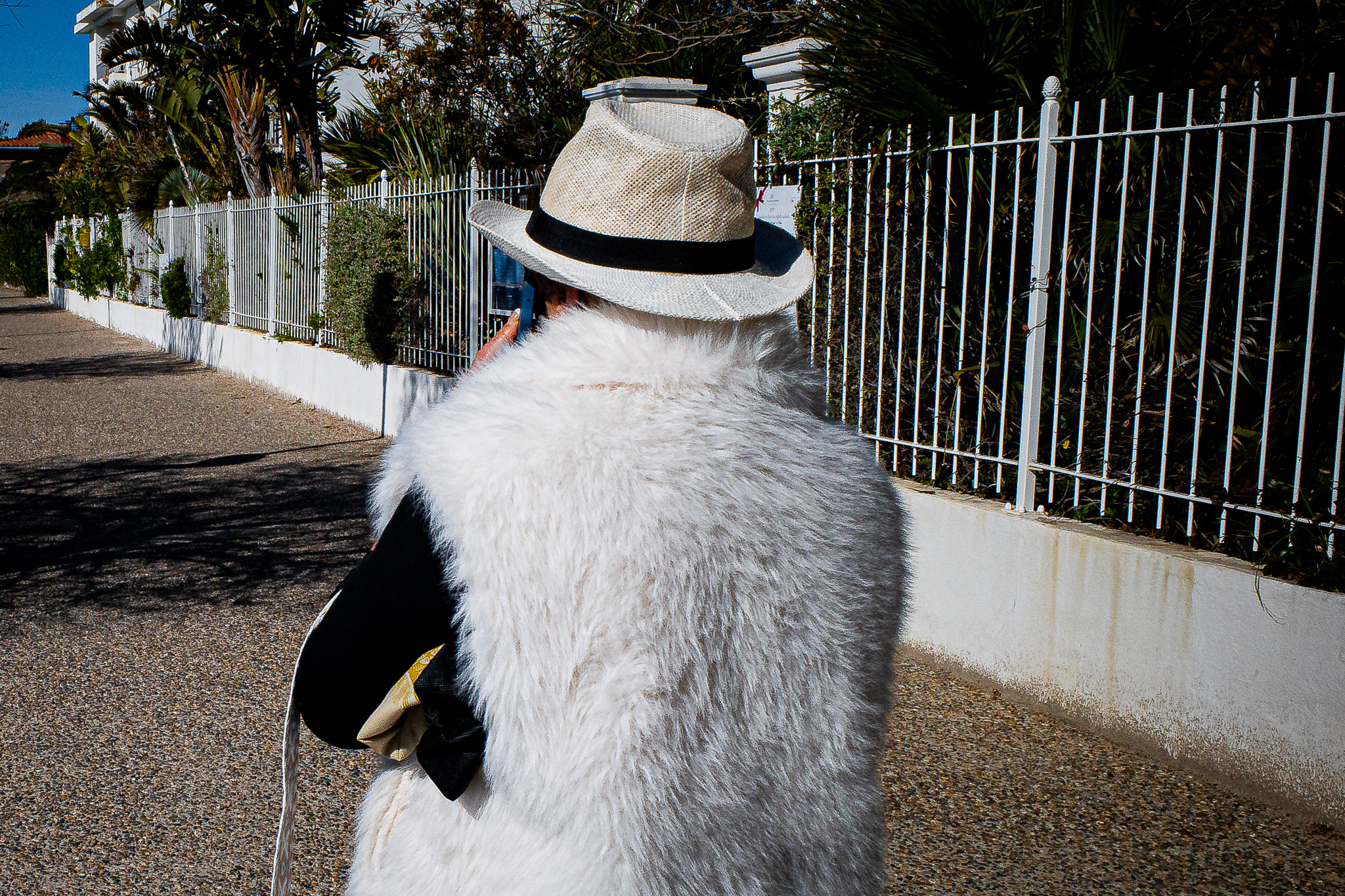 Une image dans le sens du poil… par Gérard Dubois