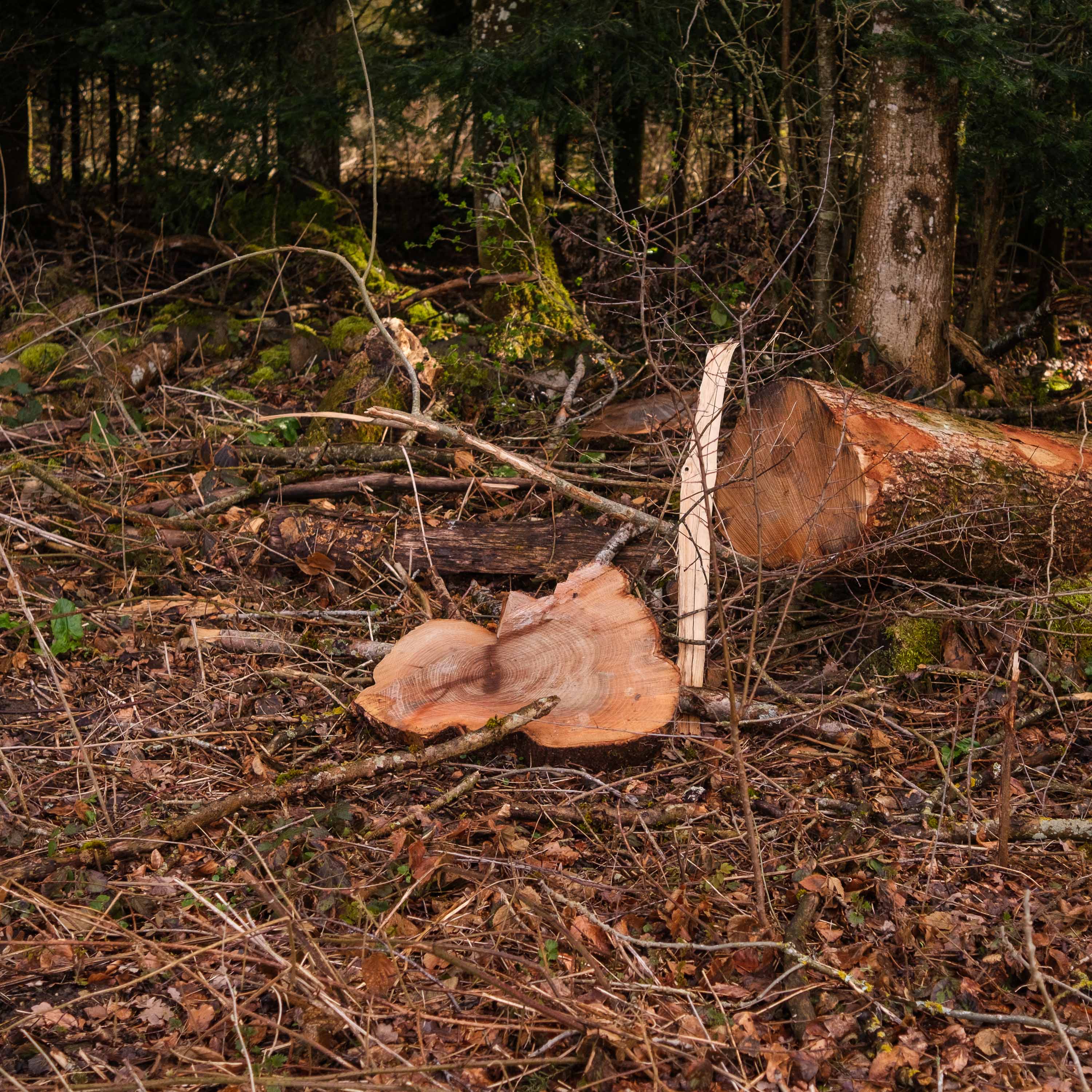 Une petite tranche (photojournala__e 2568) par Anne Wyrsch
