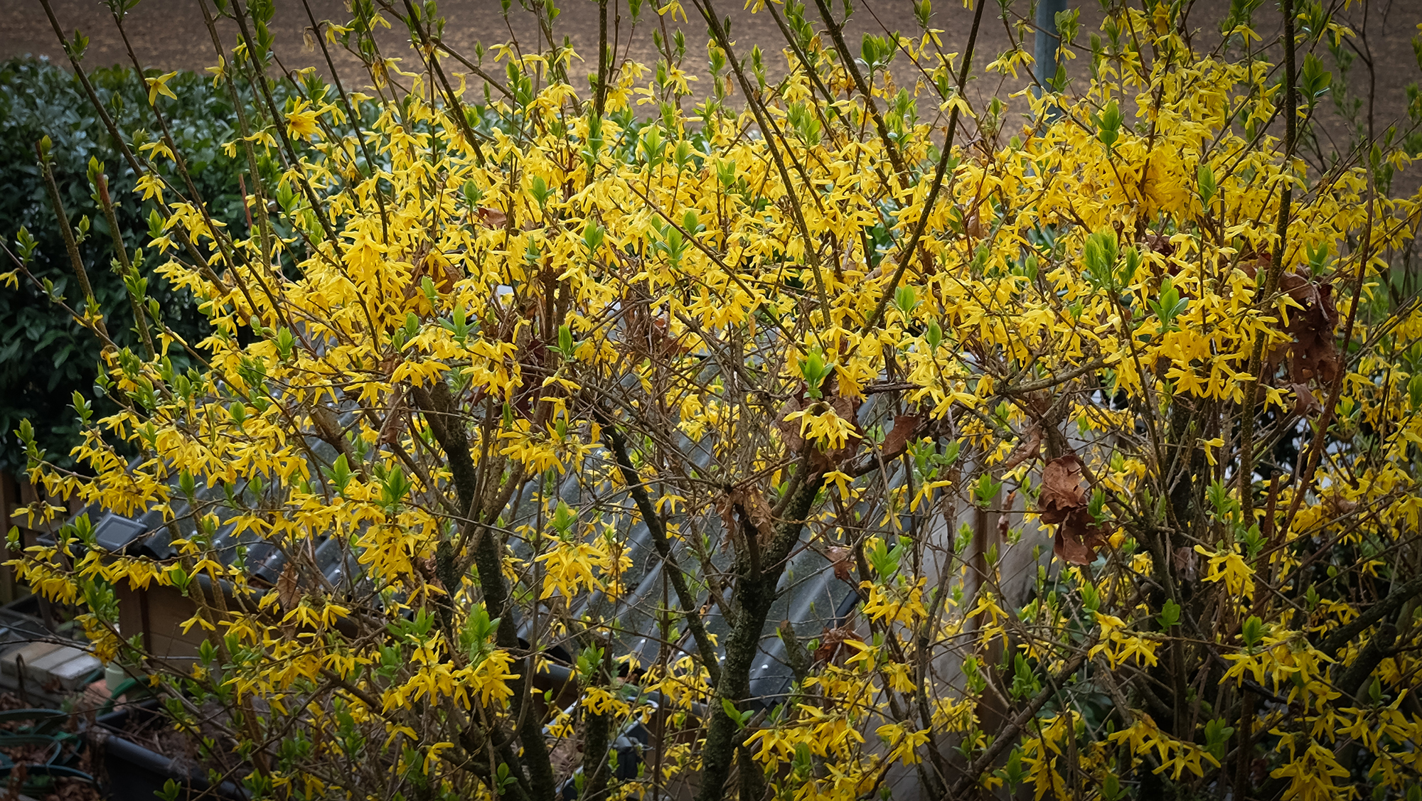  par Michel Israelian