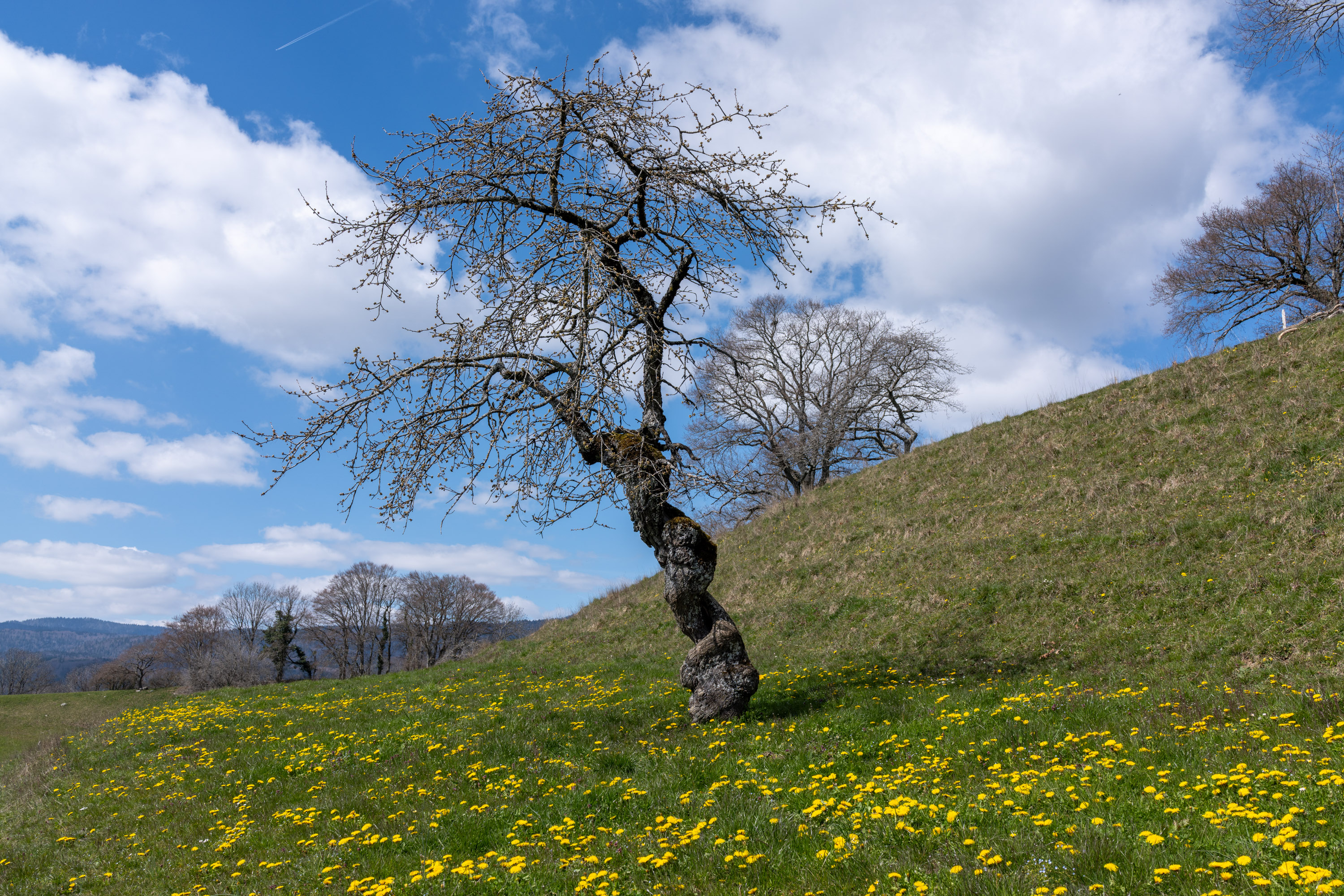 C&rsquo;est une vieille connaissance. par Francis Traunig