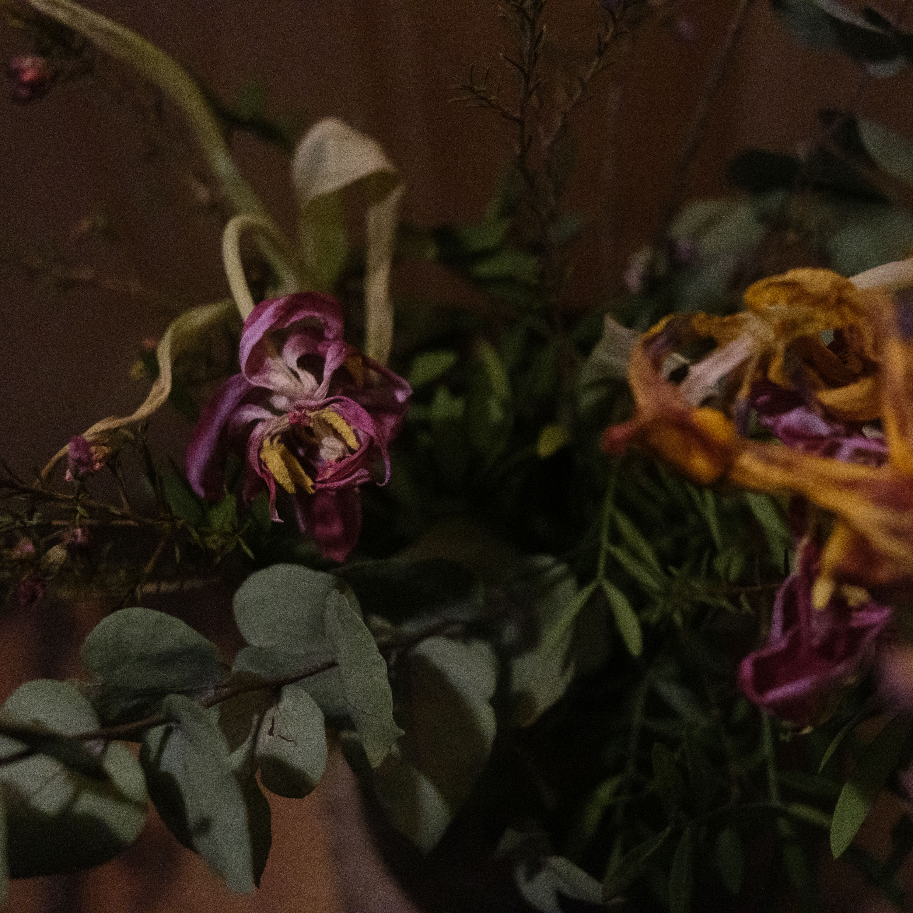 Fleurs beauté (photojournala__e 2582) par Anne Wyrsch