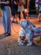 Presstidogs (photojournala__e 2629) par Anne Wyrsch