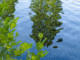 Plus de vert par Yona Tobler