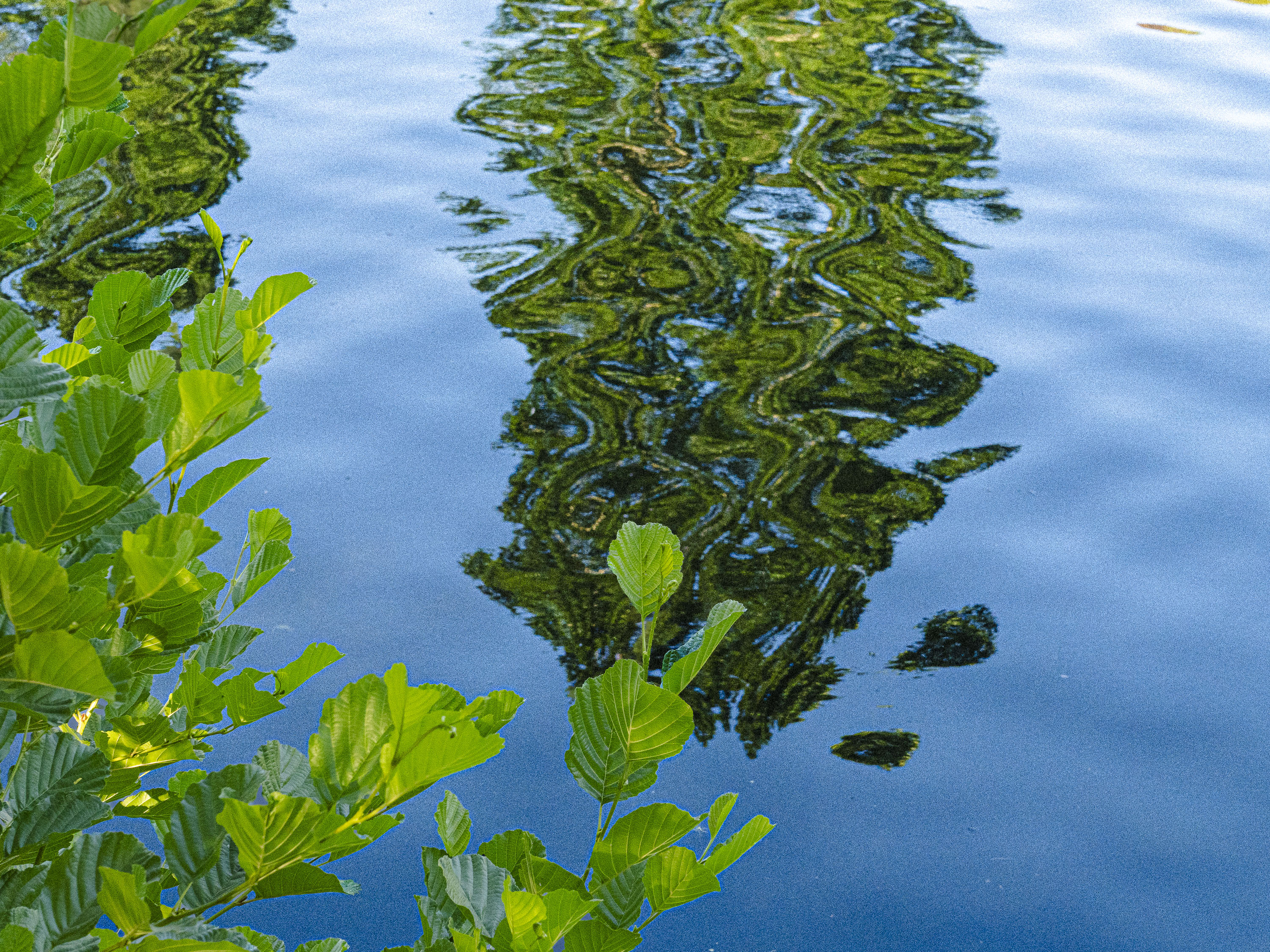 Plus de vert par Yona Tobler