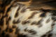 Grive par Nicolas Spuhler