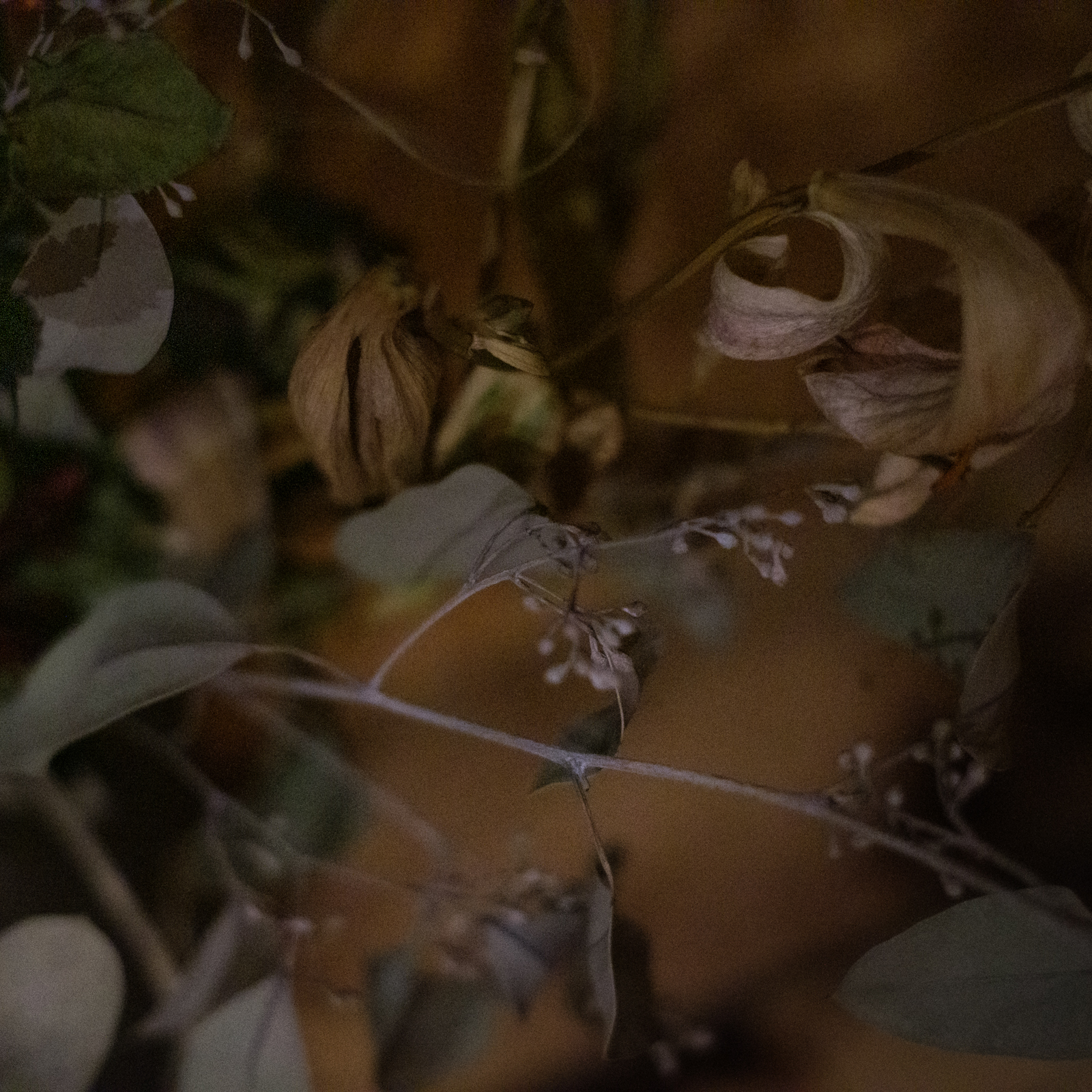 Bouquet d&rsquo;archives (photojournala__e 2681) par Anne Wyrsch