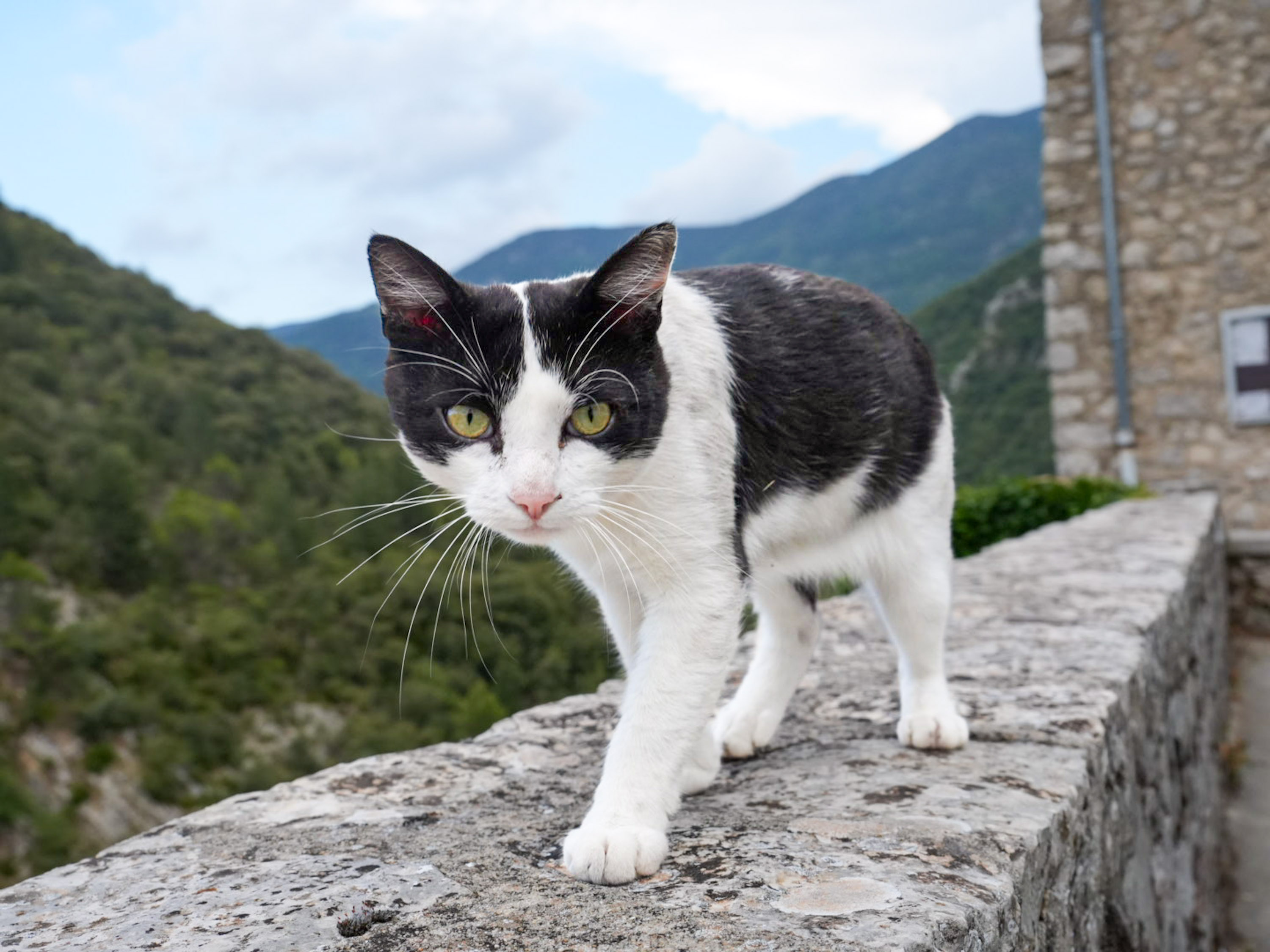 Chat Ventoux par Yona Tobler
