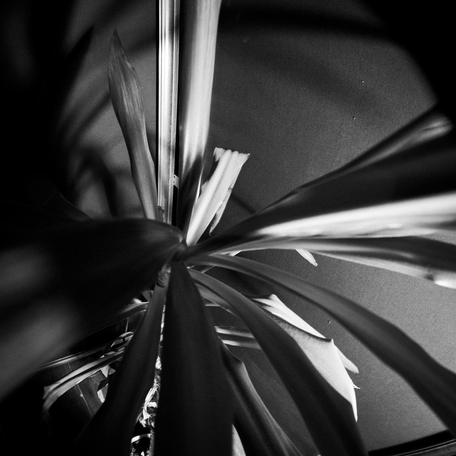 Fish-plante (photojournala__e 2706) par Anne Wyrsch