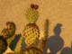 Mr Cactus par Yona Tobler