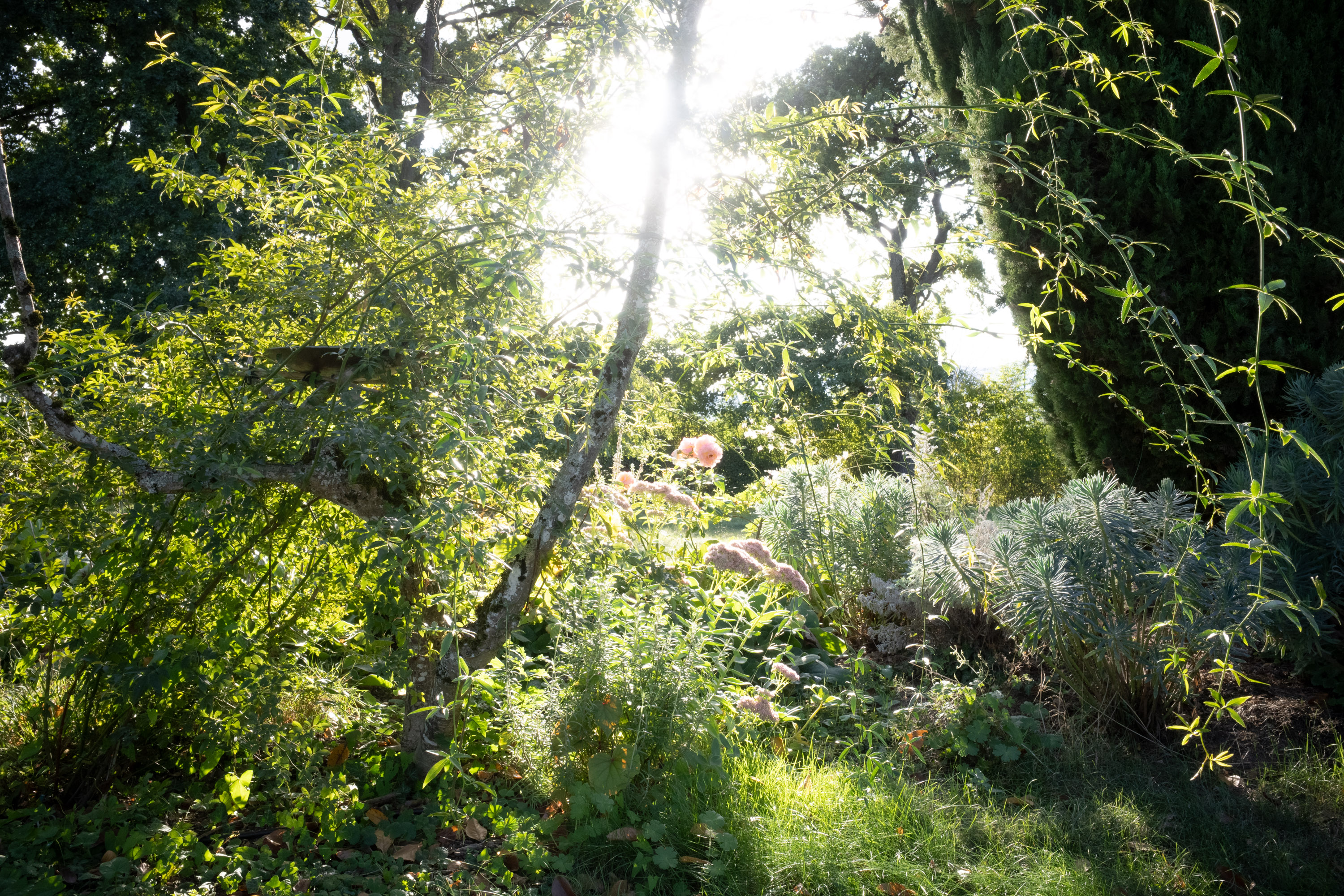 Un peu de rose dans le paysage. par Francis Traunig