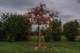 Diospyros kaki &lsquo;Tipo&rsquo; – Plaqueminier par Francis Traunig